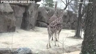 Philadelphia Zoo Giraffes - Cold Weather and Snow Make Stella Want to Neck