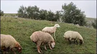 y&uuml;z otuz baş qara dolaq qoyun satllr 050.711.17.41