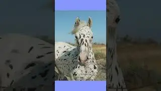 cute horse like a moo #shorts #horse #horselover #animallover #animals #viralanimal #cutehorse #cute