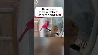 0/3 success rate today 😂 #birdingparadise #birds #birdfy #funny #birdfeeders #birdbaths
