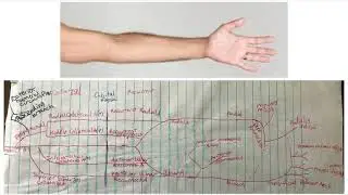 Forearm Blood Supply