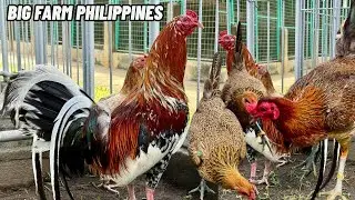 Big Farm Philippines - Feeding Time Free Range Shape Chicken Coop Indoor Outdoor Breeding Pens ARL
