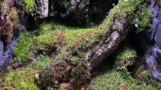 Удивительный моссариум - Виварий Recycle
