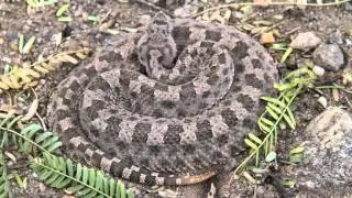 Yarar&aacute; &ntilde;ata (Bothrops ammodytoides)