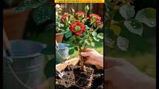 😨 Easy Way to Grow Rose at Home #ytshorts #flowers #garden #shorts #growth #plants