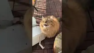 An intruder#catskills#catrule #catslife#catsgram#shorts #beta#cat#youtubeshorts#subscribemychannel