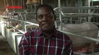 Uhuthiri wa tecnology kuhuthia urimi wa nguruwe
