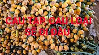 Cau phế, cau loại, cau tạp khi chín sẽ đi về đâu? Mọi người cần tránh. 
