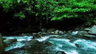 Dark Jungle River Flow &ndash; Deep Sleep Nature Sound with Rushing Water Sound