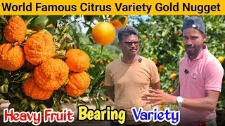 World Famous Orange Variety || Gold Nugget Mandarin The World's Greatest Citrus