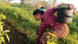 मिरची तोडा भाजी काढणे . .