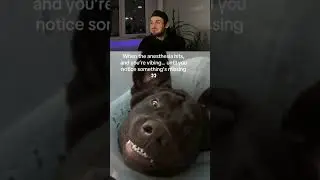 DOGS UNDER ANESTHESIA | BEST FUNNY MOMENT WITCH DOGS  #fails #funny #comedy #funnyfails  #funnymemes