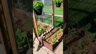 Protecting The Garden from Animals | Garden Cage | Shorts