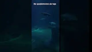Ten widok mnie zaskoczył 🌊Oceanarium Wrocław