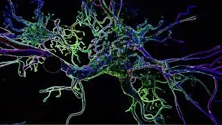 WY -  Distinct Motive , dubstep visualizer fan made