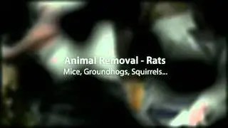 Exterminator Morris County NJ - Assure Pest Control 973-525-6418