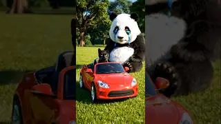 #cat chori karli panda ki car