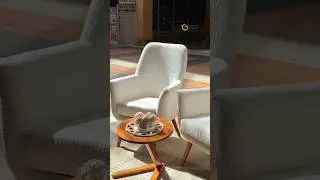 Accent Chairs | Exceptionally Comfortable.       #shortsviral #shortsfeed #shortsvideo