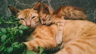 #CUTECAT #FUNNYCAT #CUTEKITTENS  AT WHAT AGE DO Persian cats mate? #PERSIAN