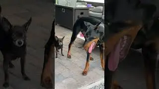 🐶 Chihuahua Does NOT Want To Play With Doberman #foryou #love #dogshorts