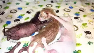 Oriental kittens 😘 drink milk from mother cat - it's so cute ❤️. OTORNASSE Cattery - oriental cats.