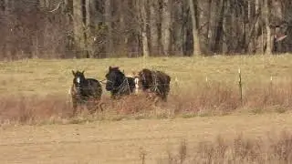 Fall plowing. Three horse amish team.