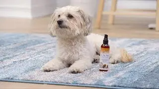 Eye Envy Supplements | Chewy