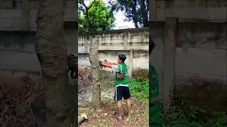tree cutting skill techniques #shortvideo #treecutting #chainsaw