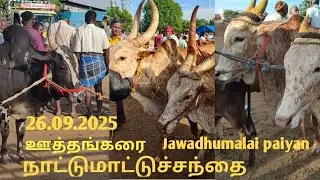 26.09.2025 ஊத்தங்கரை நாட்டுமாட்டுச்சந்தை