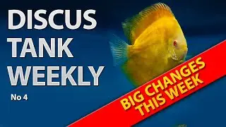 Unlocking Discus Fish Secrets: KH Control and Plant Growth Exposed