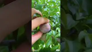 nature bird | morning relaxing music |sleep music |fruit video #fruitsvideo #sleep