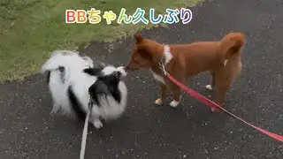 元気ママ👩とBBとそ〜🐶👍🐕✨