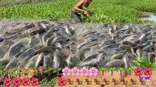 Dig Underground Hole to build Fish trap intraditional fishing style - Traditional Fishing