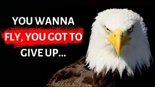 Top 10 Famous Freedom Quotes That'll Inspire You | Motivational Quotes | Books Library