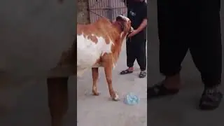 mashallah abdulrehman catl farm and diry farm D I k
