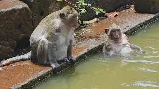 Monkey Dana and Daniela