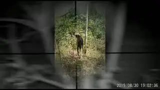Basmi Hama Babi Hutan Sniper'z Bintan