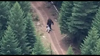 Helicopter Pilot Films GIANT SASQUATCH Carrying a Human Body!! TERRIFYING Moment Caught On Camera!!