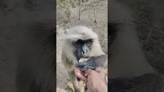 Itna Cute Langur 😍🍪 | Biscuit Khate Hue Reaction 🐒 #Shorts