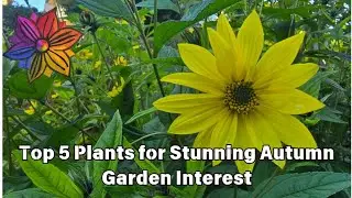 Top 5 Plants for Stunning Autumn Garden Interest
