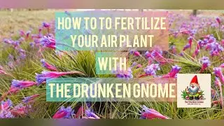 All About Fertilizer for Your Air Plants