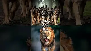 100 Dogs⚡ VS lions, Tigers, Kangaroos, Panda, Bear, Elephant, Gorilla, Deer, Leopard.🤯