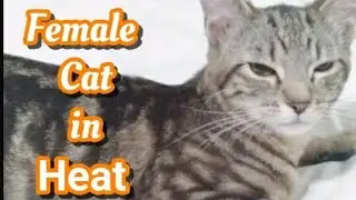 Cat (Sushi) in Heat || Female Cat in Heat First Time #funnycatvideos