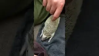 Hedgie Boo the Hedgehog's First Bath #hedgie #hedgielove #hedgies #hedgielife #hedgiegram
