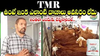 TMR ఉంటే లాభాలు మీ వెంటే... ఈ ఒక్క దాణా చాలు || TMR Goat Feed || @brkagriculture