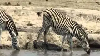 Zebra Drinking