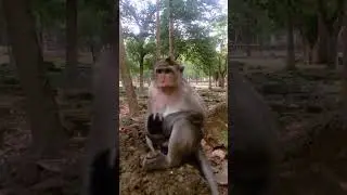 The Money#monkey #babymonkeybobby #monkeyeating#Short video monkey at Angkor Wat temple.
