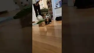 Team Work Ferrets