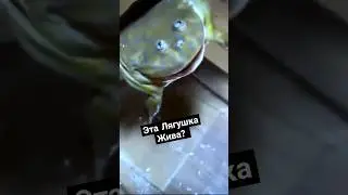Почему Лягушки Притворяются Мертвыми? #shorts #лягушка