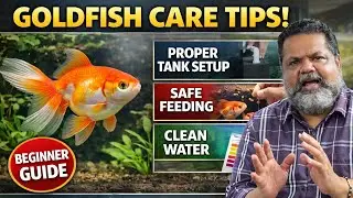 Goldfish Care Myths You Must Stop Believing | Proper Goldfish Care Guide